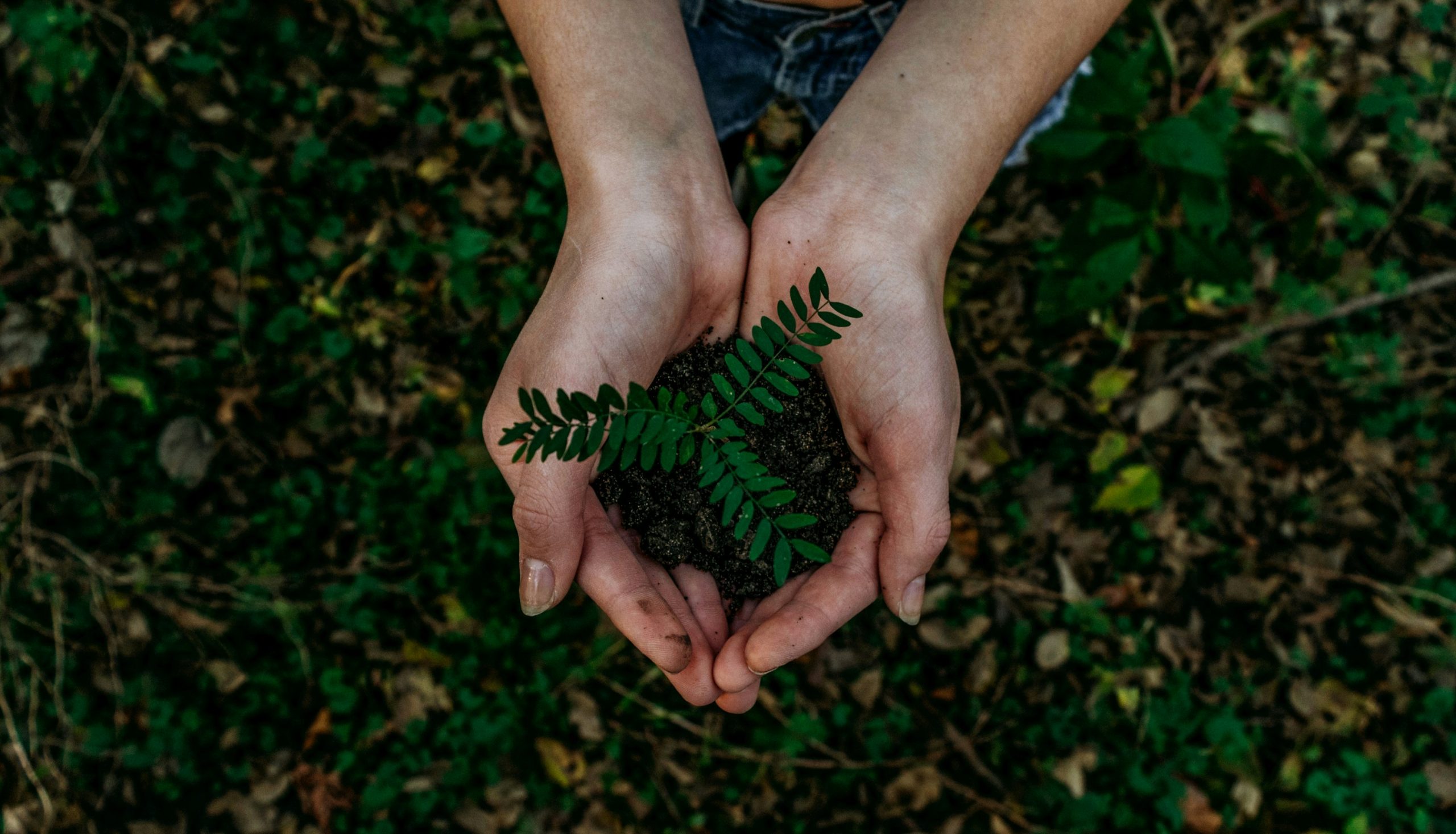 A lady holding some leaves over a grass field.
